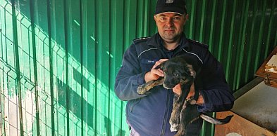 Przerzucił szczeniaka w worku przez płot