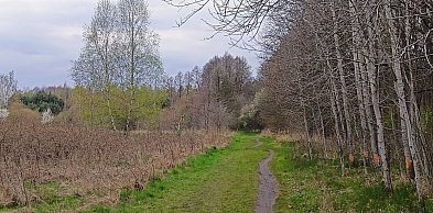 „Na skraju lasu”: wygoda dla rowerzystów czy zagrożenie dla zieleni?