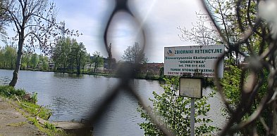 Martwe karpie  w stawie przy Grobelnej