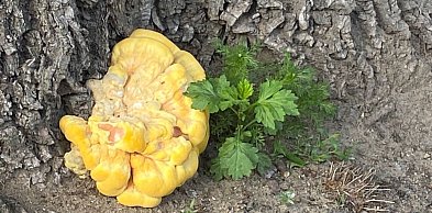 Czas na grzyby. Kurczak leśny na Piotra Skargi