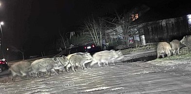 Dzików w Pabianicach wciąż nie brakuje. Miasto zapowiada kolejne działania