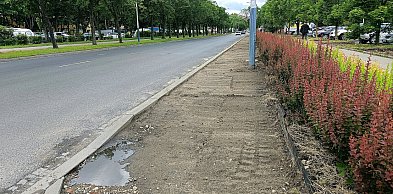 Więcej zieleni przy ul. Grota-Roweckiego