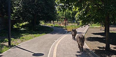 Miasto rozważa ogrodzenie bulwarów z powodu dzików