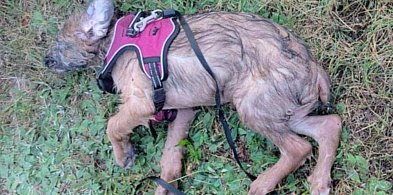 Zwyrodnialec wrzucił psa do przenośnej toalety?-65661