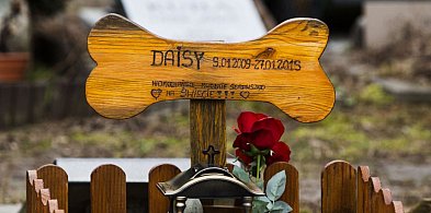 Czy powstanie cmentarz dla zwierząt-67214