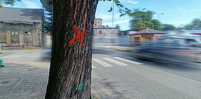 Moniuszki pod lupą: drzewa do wycinki, lustra dla bezpieczeństwa-67265