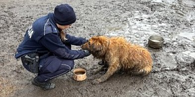 Siedział w błocie, z łapą zaplątaną w łańcuch. Jeden telefon uratował psa