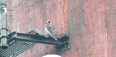 Gloria ma "dom" na kominie ZEC. Czy zechce się zagnieździć ?