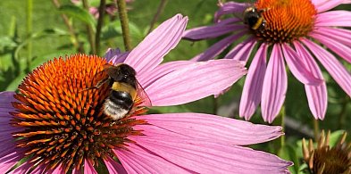 Wielkanocny cud. Skradzione pszczoły wróciły