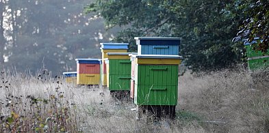 Wielkanocny cud. Skradzione pszczoły wróciły