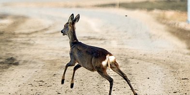 Ksawerów: gdy na drodze leży ranne zwierzę...
