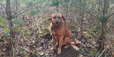 Pies przywiązany do drzewa