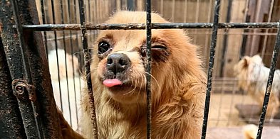 Pseudohodowla pod Pabianicami