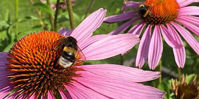 Wielkanocny cud z pszczołami