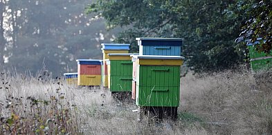 Wielkanocny cud z pszczołami