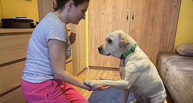 Miś - pies do zadań specjalnych-68737