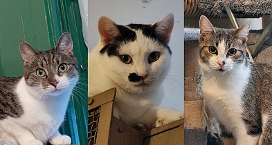 Koty czekają na dom coraz dłużej