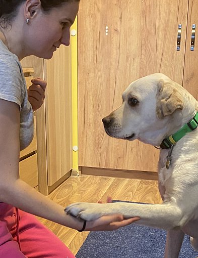 Miś - pies do zadań specjalnych-68737