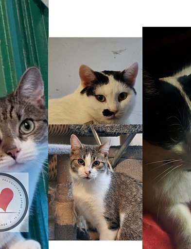 Koty czekają na dom coraz dłużej