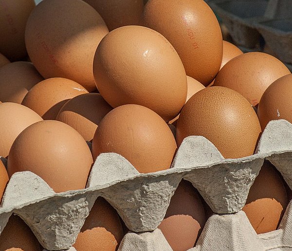 Salmonella wykryta w jajach! GIS wydał pilne ostrzeżenie-68592