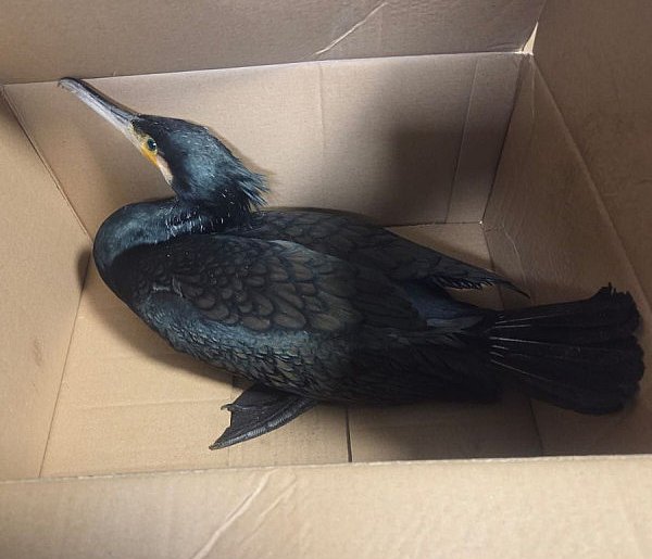 Ranny kormoran w komendzie policji-69148