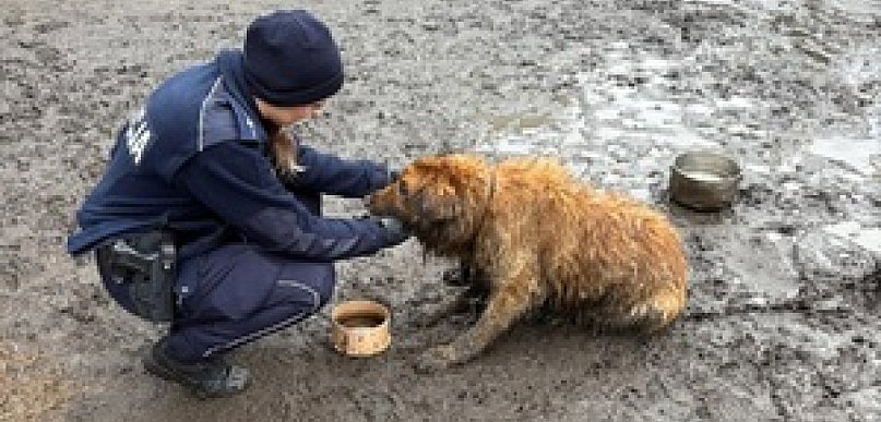 Siedział w błocie, z łapą zaplątaną w łańcuch. Jeden telefon uratował psa