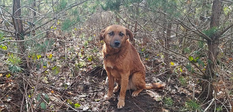 Szokujące odkrycie w lesie. Pies przywiązany łańcuchem do drzewa