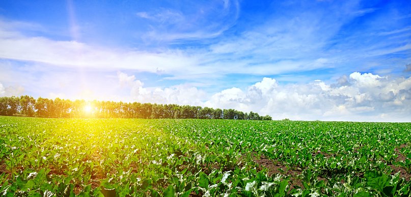 Jak regulacja zbóż zmniejsza wyleganie i wspiera plon