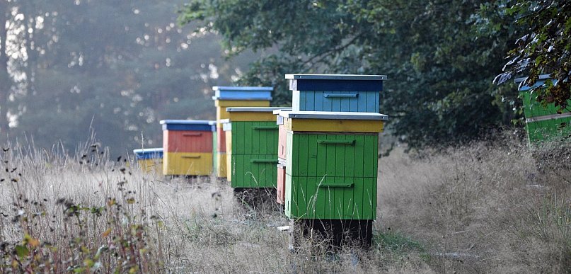 Wielkanocny cud. Skradzione pszczoły wróciły