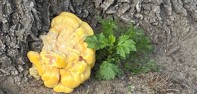 Czas na grzyby. Kurczak leśny na Piotra Skargi