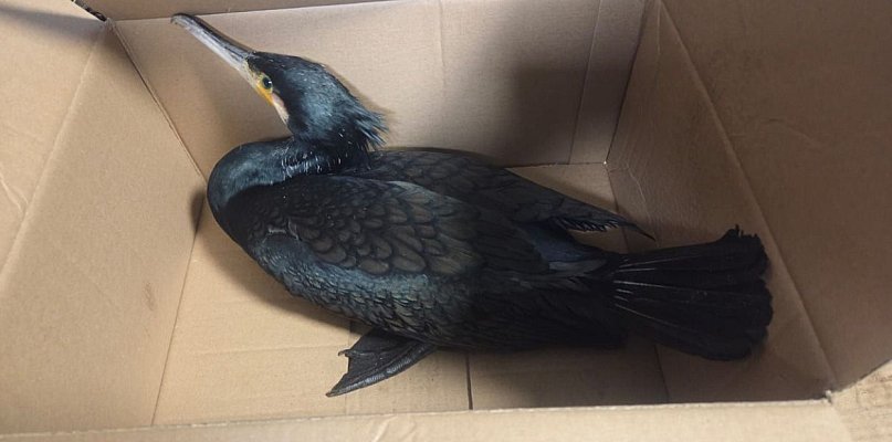 Ranny kormoran w komendzie policji - 69148