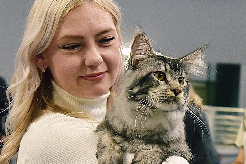 Wystawa kotów rasowych