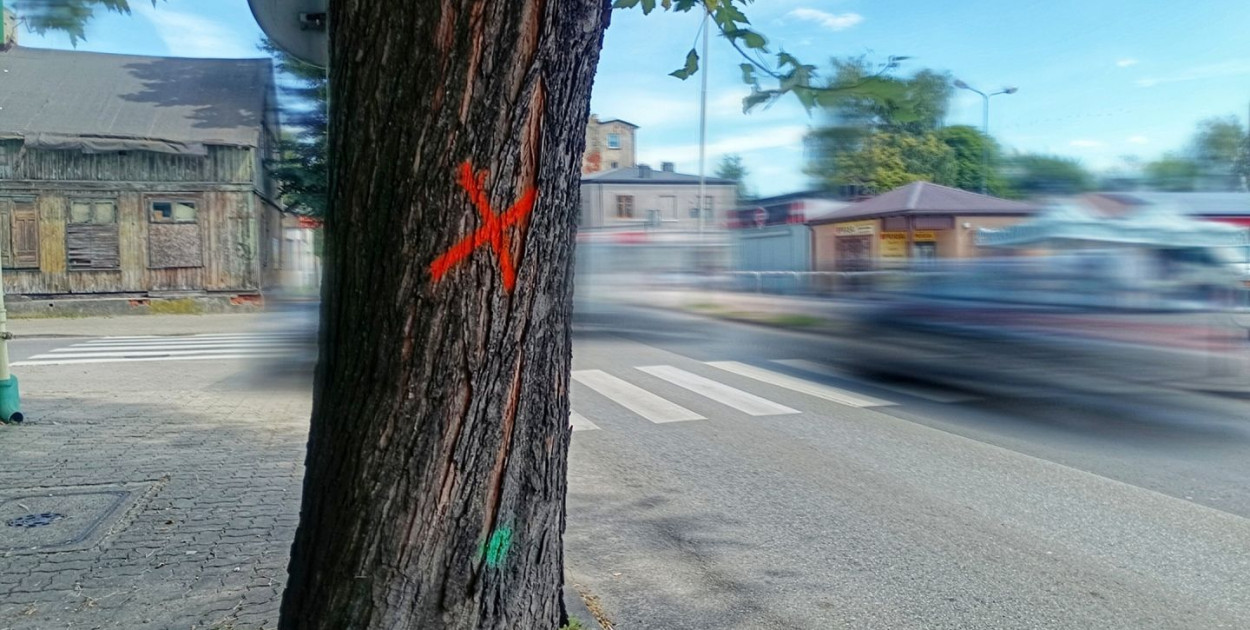 ul. Moniuszki. Drzewa do wycinki, lustra dla bezpieczeństwa