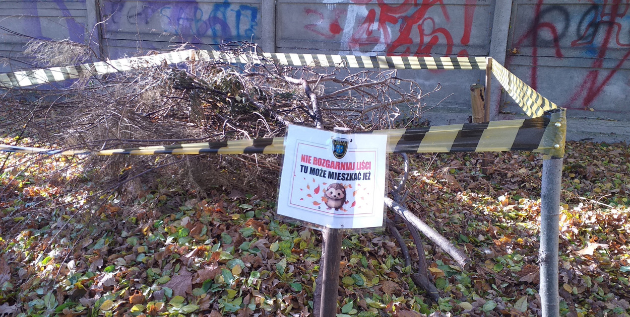 City break dla jeży ;) / foto: Straż Miejska 