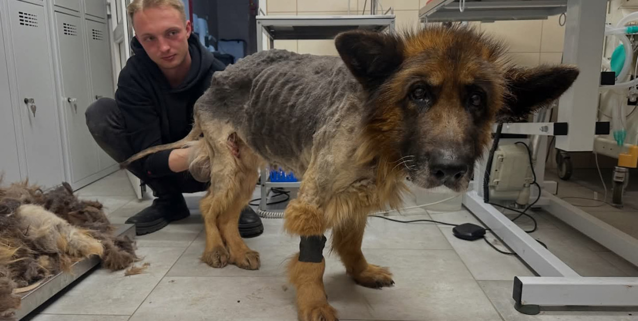 FB DIOZ Dolnośląski Inspektorat Ochrony Zwierząt 