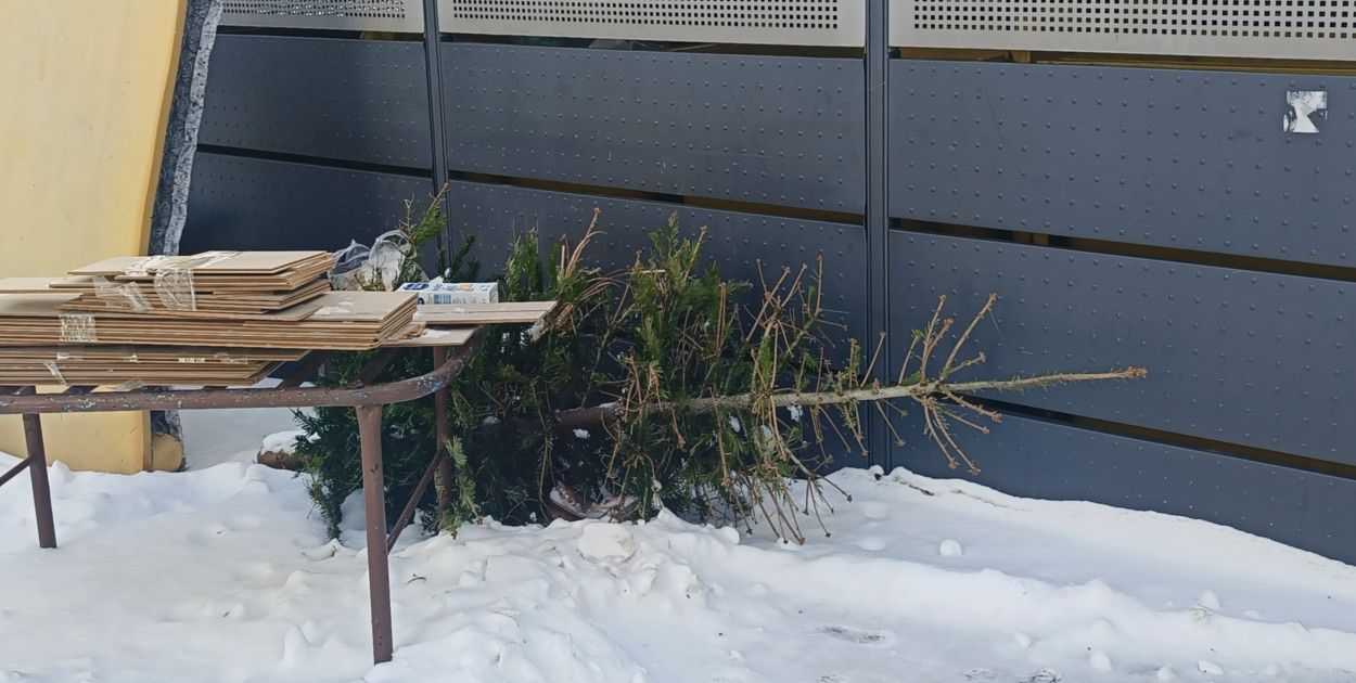 Odbiór choinek pod świętach