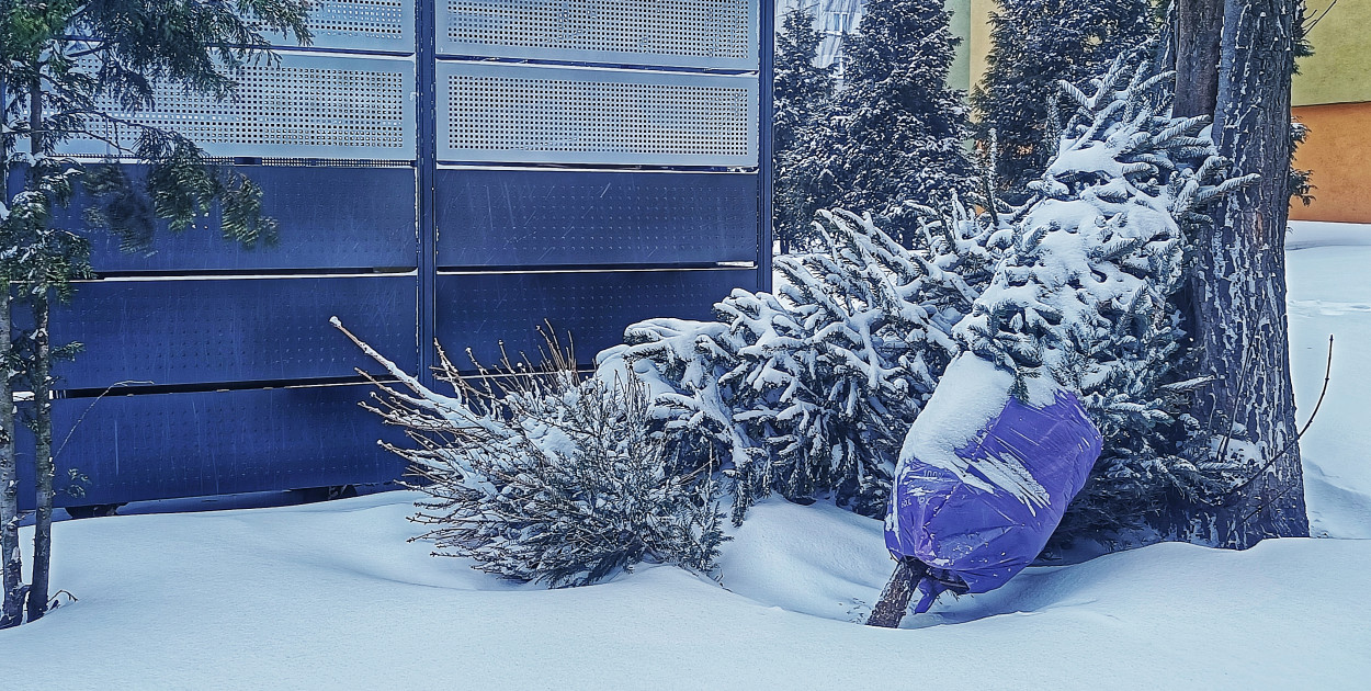 Odbiór choinek pod świętach