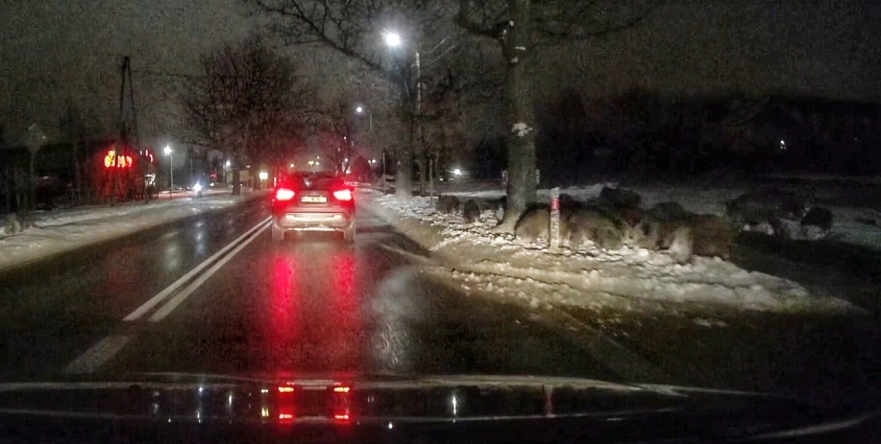 Dziki nadal chodzą stadami. Mieszkańcy pytają o efekty odłowu