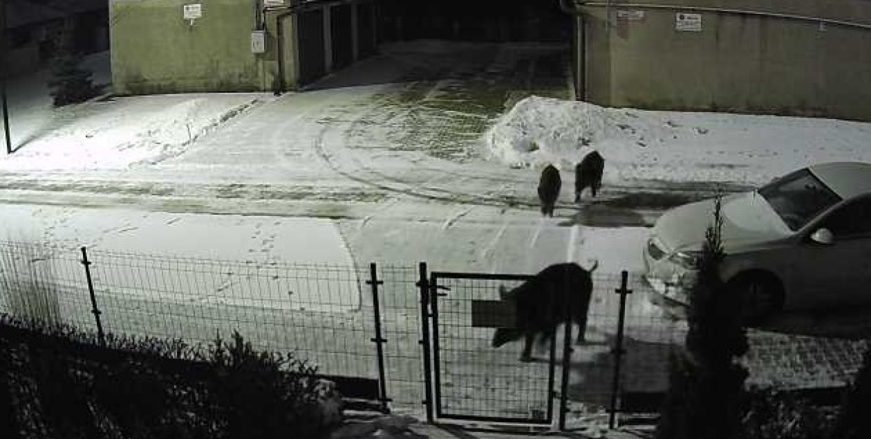 "Bliskie spotkanie" z dzikami przy ul. Sybiraków i Rzgowskiej