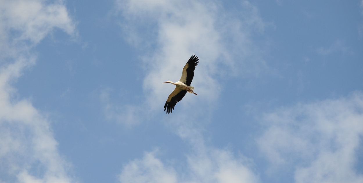 Bociany już w drodze do Polski