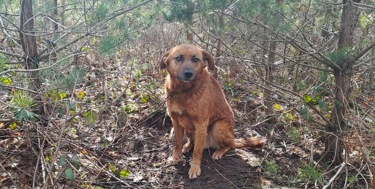 Szokujące odkrycie w lesie. Pies przywiązany łańcuchem do drzewa
