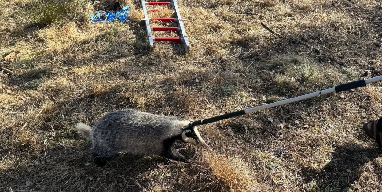 Borsuk wpadł do studni. Wyciągali go strażacy