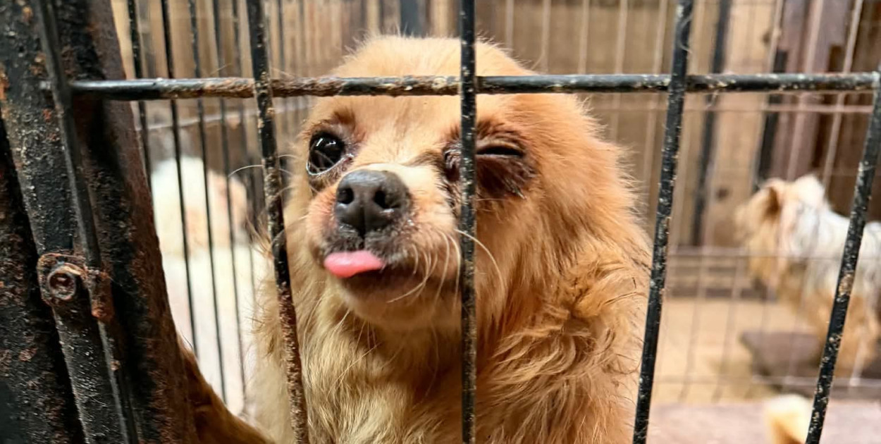 Pseudohodowla pod Pabianicami. Kilkadziesiąt psów w tragicznych warunkach