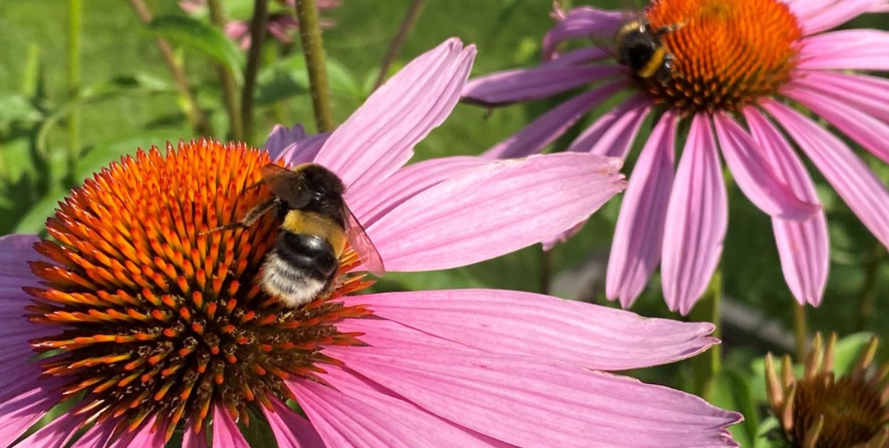 Wielkanocny cud. Skradzione pszczoły wróciły